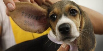 Dati e storie su violenza e crudeltà contro gli animali. in Italia solo 850 condanne