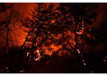 Il fuoco ha devastato a gennaio intere aree sia in Cile che in Argentina