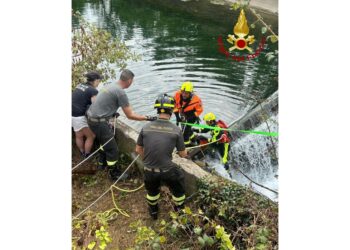 Nel Mantovano. L'animale è riuscito a salvarsi