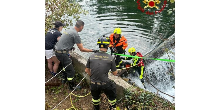Nel Mantovano. L'animale è riuscito a salvarsi