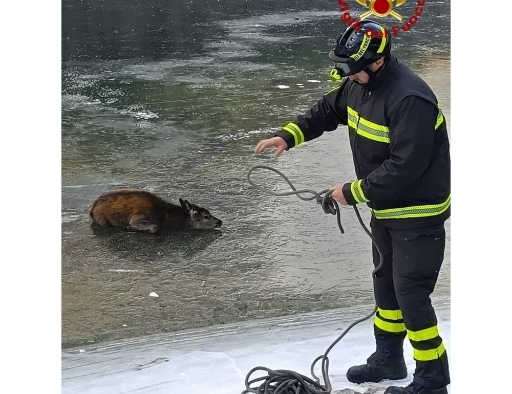 Vigili Fuoco salvano cervo intrappolato in un lago ghiacciato