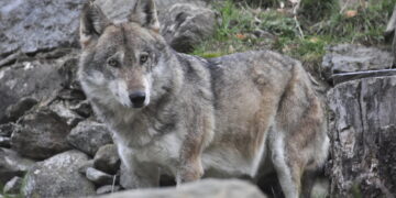 Pubblicato in Gu il decreto 'ma non si potrà sparare liberamente'