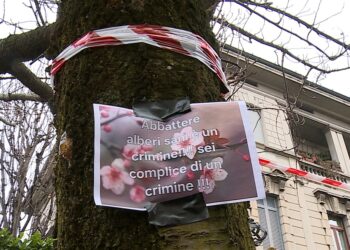 ciliegi XX Settembre