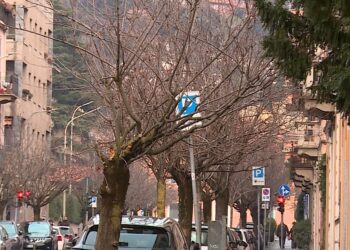 ciliegi XX Settembre Como