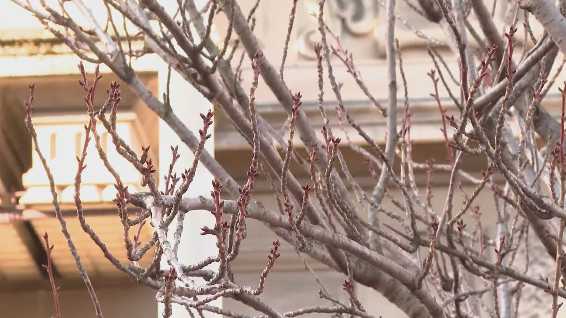 Ciliegi di via XX Settembre, anche il Tar blocca il taglio. Esulta il Comitato