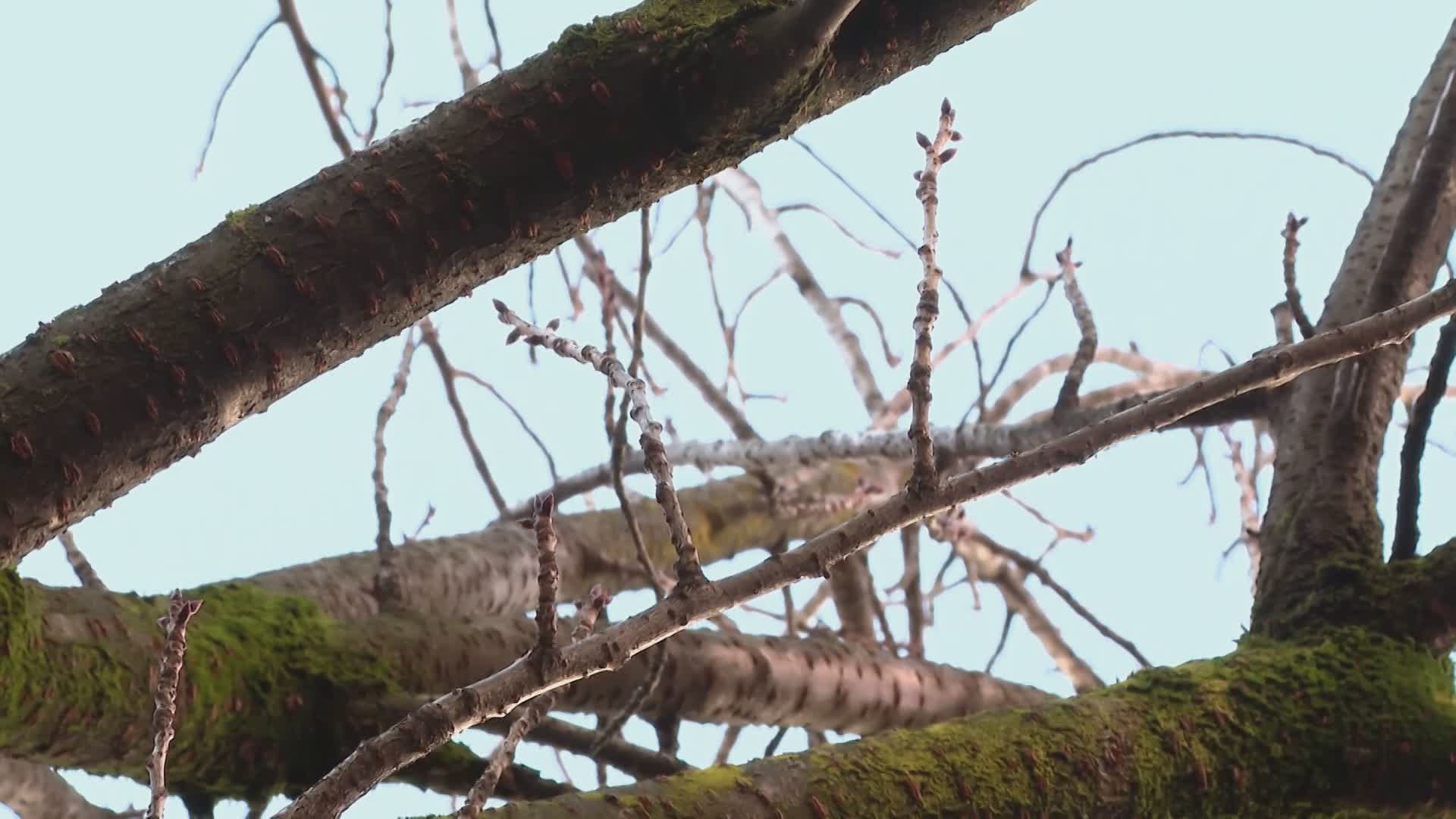 Salvi i ciliegi di via XX Settembre, parla il Comune. Rapinese: “Dovremo togliere i parcheggi per dare più spazio alle piante”