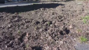 Cinghiali in cerca di cibo, devastano gli orti. La richiesta d’aiuto