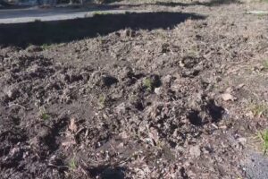 Cinghiali in cerca di cibo, devastano gli orti. La richiesta d’aiuto