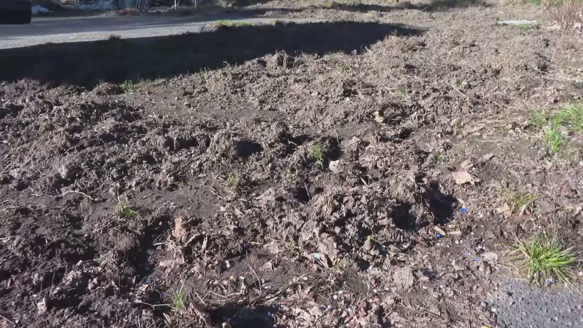 Cinghiali in cerca di cibo, devastano gli orti. La richiesta d’aiuto