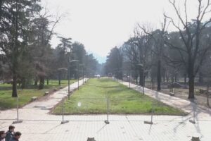 Como, ipotesi peri al posto dei ciliegi ai Giardini a Lago. Il sindaco: “Nessuna ripicca”