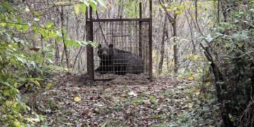 Studio scientifico sfata il mito degli animali affamati