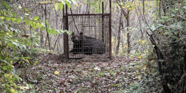 Studio scientifico sfata il mito degli animali affamati