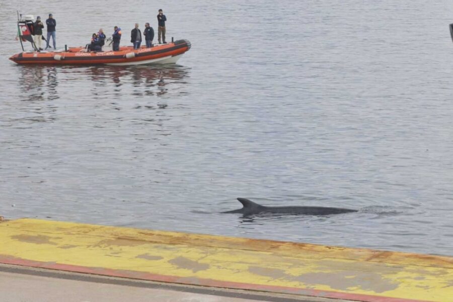 La Guardia Costiera al lavoro per riportarla al largo