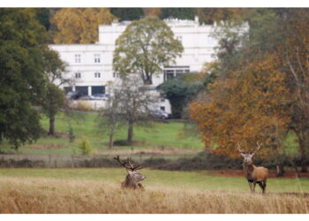 'Ora risiederebbe in un alloggio temporaneo'