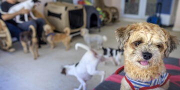 A San Paolo la legge riconosce il legame affettivo con gli animali domestici