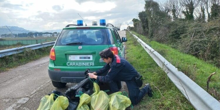 Nel Maceratese trovati 27 cani e un gatto. Accertamenti su causa ed epoca di morte