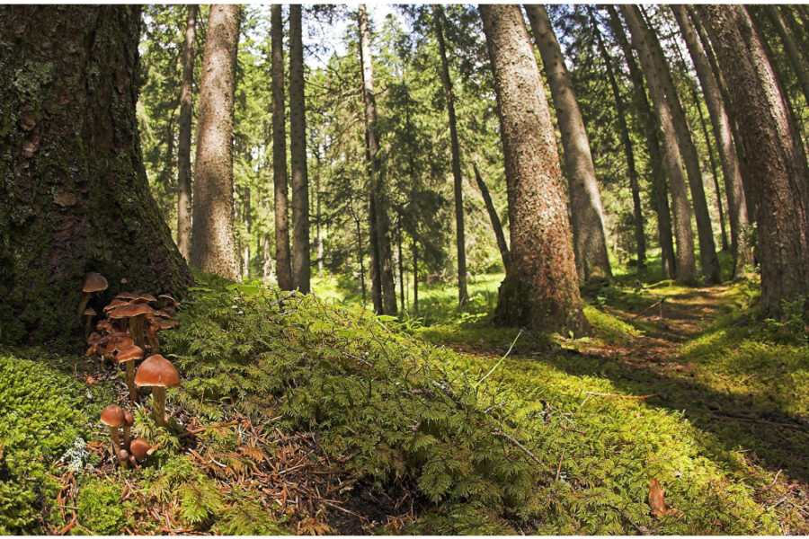 Team Università di Padova studia gli anelli da gelo