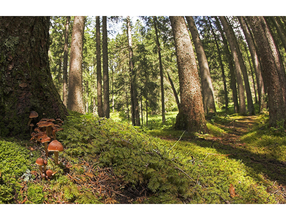 Con la primavera anticipata, due settimane in più di crescita per le conifere