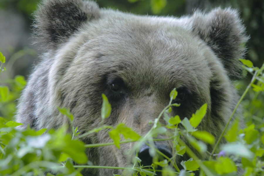 Il proprietario aveva dichiarato solo la pelliccia come trofeo di caccia