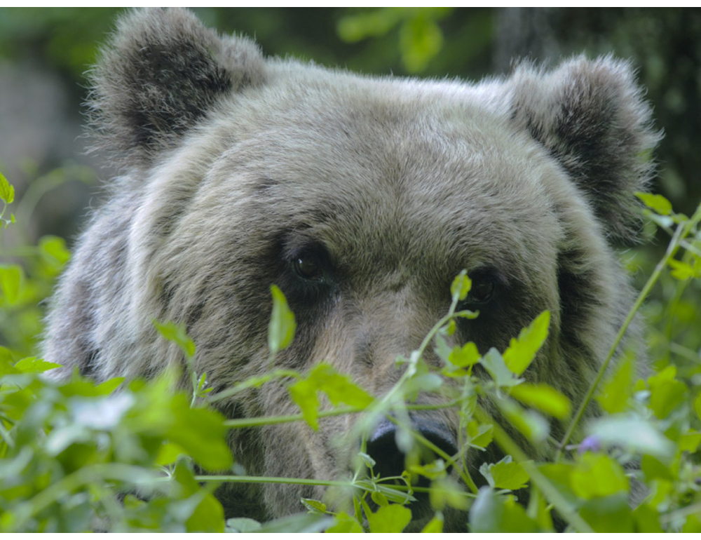 Cranio d’orso bruno non dichiarato sequestrato all’aeroporto di Malpensa