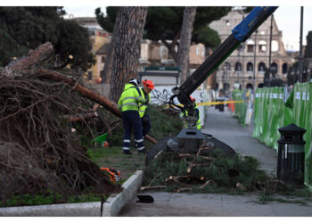 'Priorità consolidare le zolle radicali dei 15 alberi più a rischio'