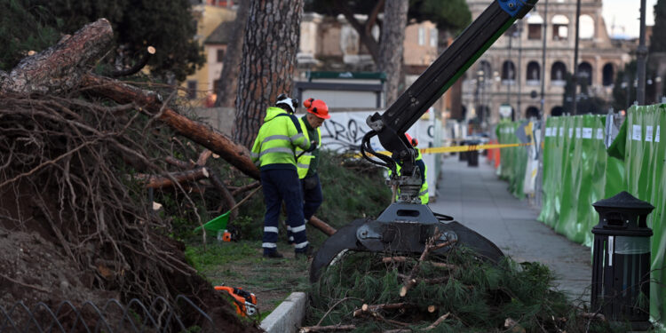 'Priorità consolidare le zolle radicali dei 15 alberi più a rischio'