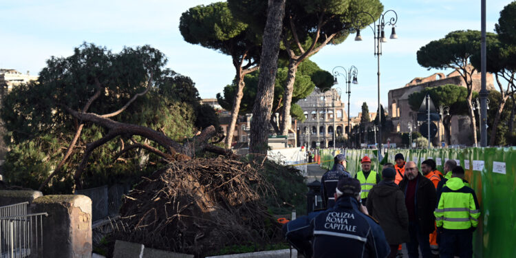 Ci sono 50 alberi con oltre 120 anni