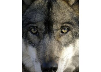 In vista del voto del Senato il 17 febbraio