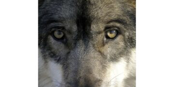 In vista del voto del Senato il 17 febbraio