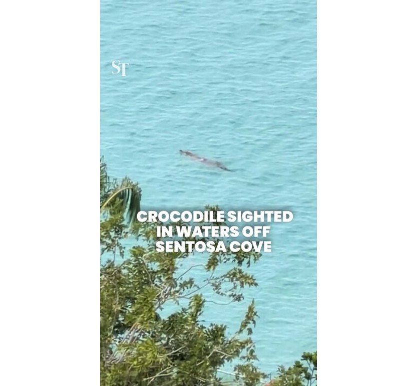 Evento raro a Singapore, avvistato un coccodrillo a Sentosa