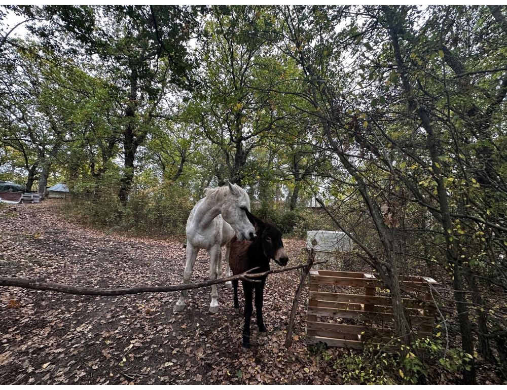 Famiglia del bosco, Garante ‘restituire i bimbi quanto prima ai genitori’