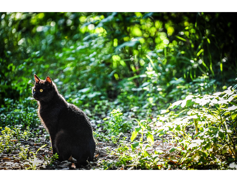 ‘Ha ucciso 3 gatti e tentato di sopprimere altri 5’, medico indagato