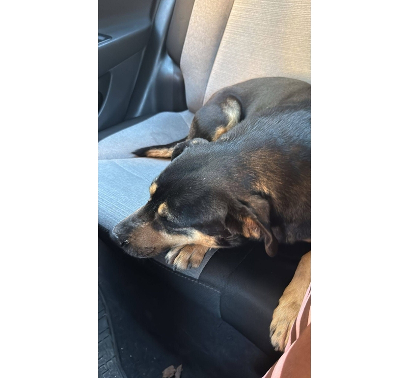 Il cane insegue per chilometri l’ambulanza su cui si trova il padrone