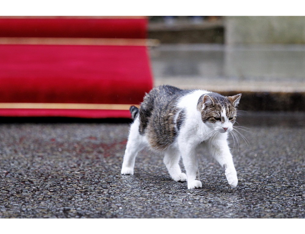 Annunci ufficiali dal governo Gb per i 2 felini rivali