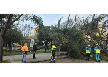 Un grosso abete è stato sradicato dal vento ai giardini pubblici di Sassari