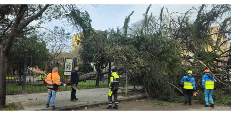 Un grosso abete è stato sradicato dal vento ai giardini pubblici di Sassari