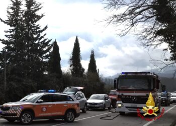 Animale lo ha impattato attraversando una strada provinciale