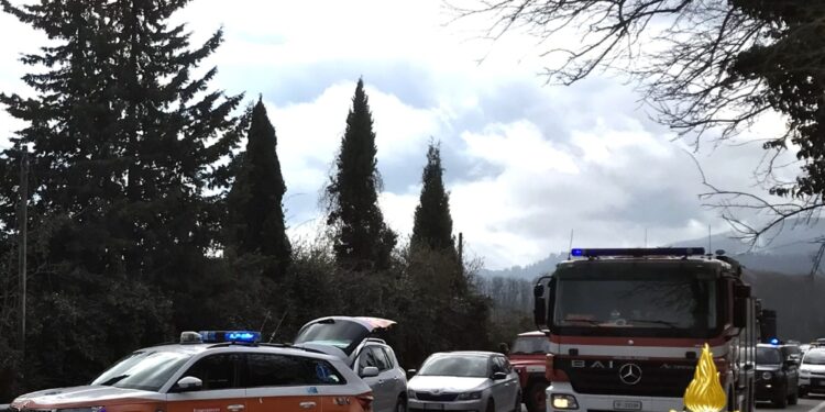 Animale lo ha impattato attraversando una strada provinciale