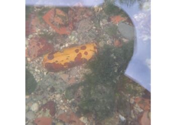 Bomba verosimilmente della Seconda guerra mondiale