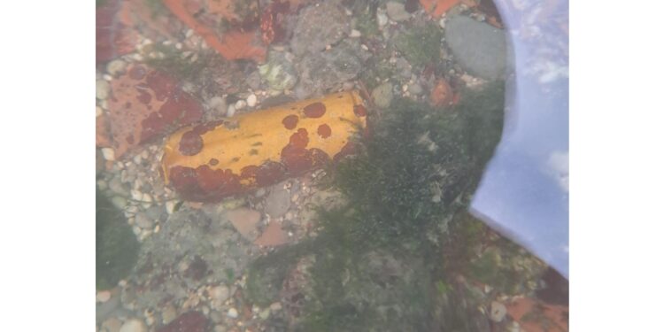 Bomba verosimilmente della Seconda guerra mondiale