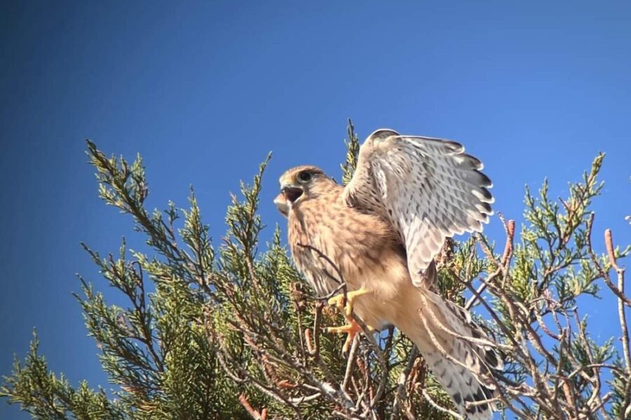 Sono piccoli falchi che potrebbero essere disturbati dalle attività antropiche