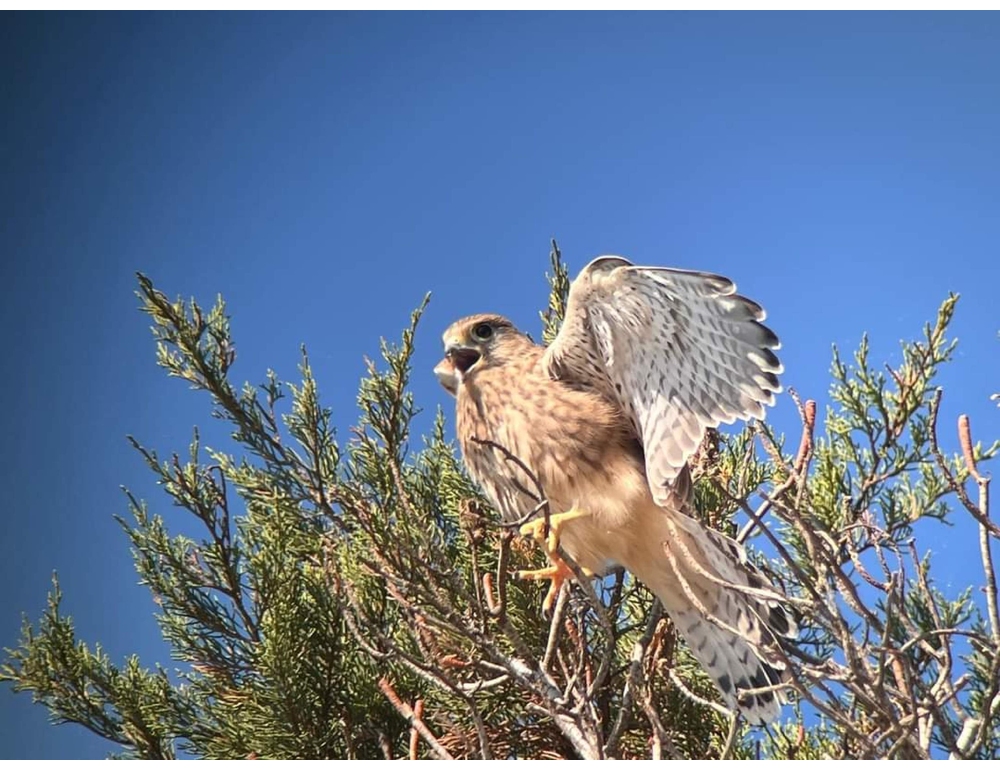 Ordinanza per difendere zona di Ansedonia dove i gheppi nidificano