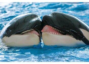 Lunedì riunione per trovare una soluzione per il loro futuro