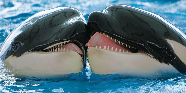 Lunedì riunione per trovare una soluzione per il loro futuro