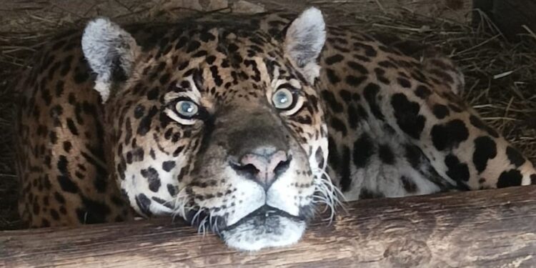 Festa in un parco safari del Cuneese per il compleanno del felino