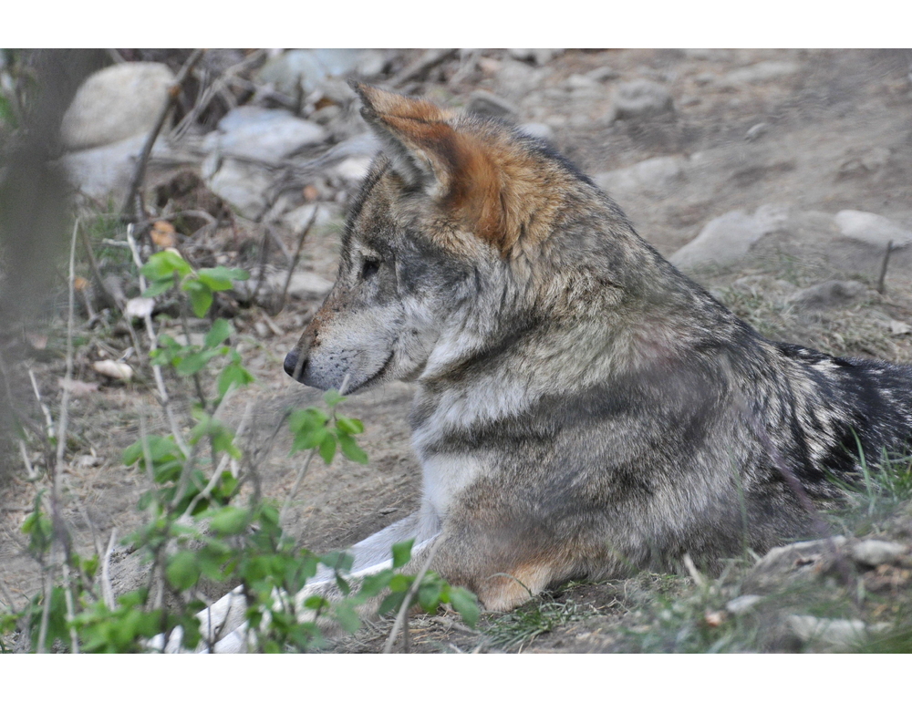 Dal sito del Senato risulta slittata la data in cui si discuterà e voterà in aula