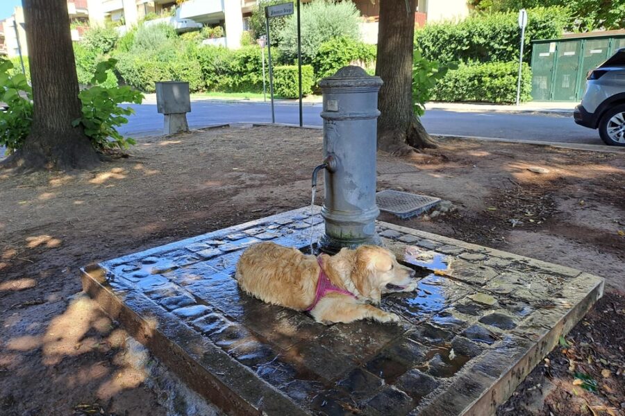 Accolto ricorso associazione contro un'ordinanza del Comune di Grottaferrata