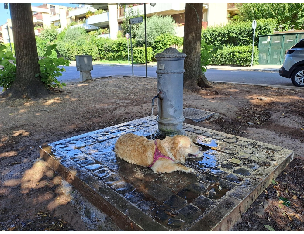 Tar, lo stop ai cani in aree comunali deve essere proporzionale