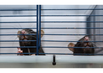 Carabinieri intervengono in una scuola a Napoli