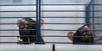 Carabinieri intervengono in una scuola a Napoli
